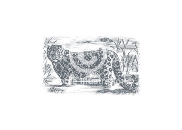 snow leopard stock